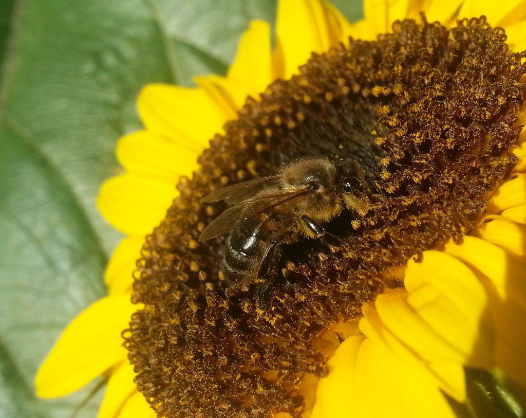 abeille tournesol